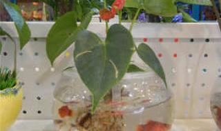 红掌的家庭养殖 红掌盆栽怎么养